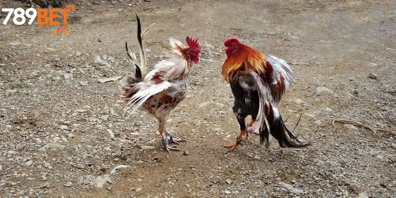 Trải nghiệm đá gà cựa dao đỉnh cao cùng 789bet