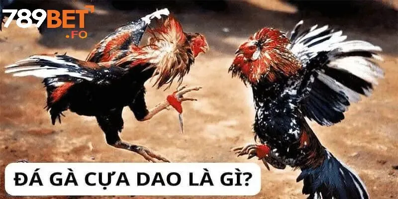 Các loại trận gà cựa dao được ưa chuộng nhất