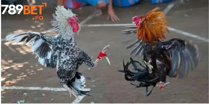Tại sao nên chọn 789bet khi tham gia chọi gà cựa dao?