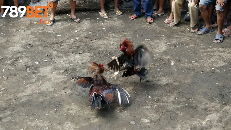 Chọi gà cựa sắt tại 789bet – Môn giải trí đỉnh cao cho người đam mê kịch tính