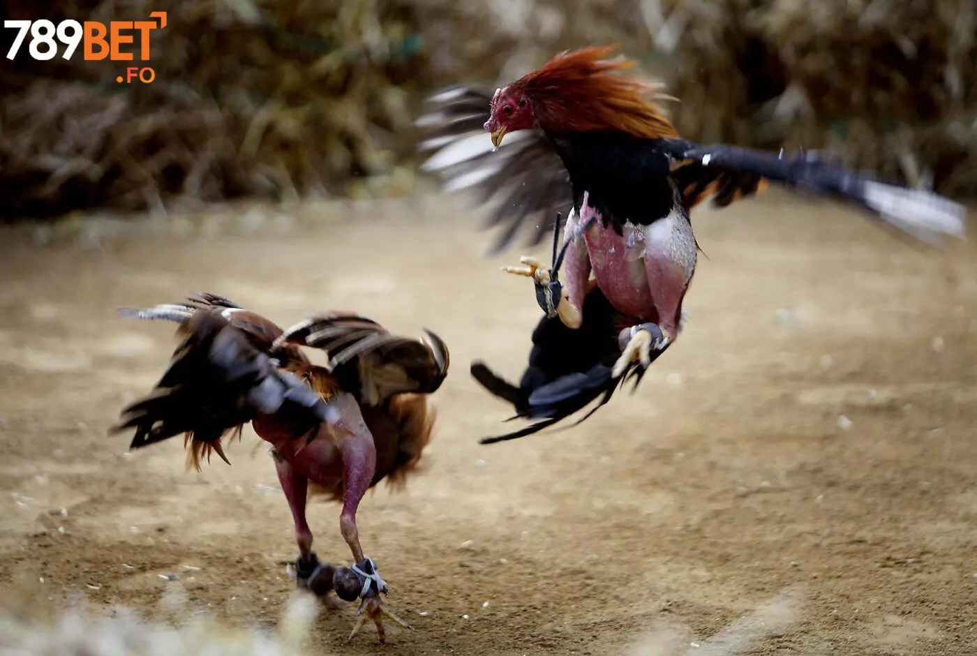 Cách tham gia chọi gà cựa sắt tại 789bet