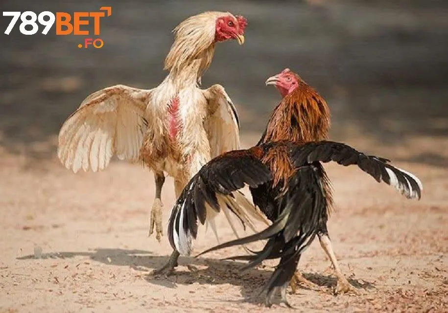 Lý do nên chơi chọi gà cựa sắt tại 789bet