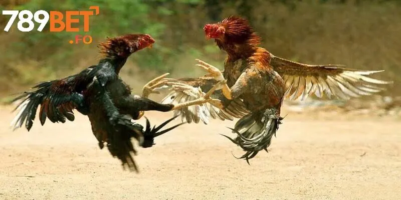 Toàn cảnh sân chơi đá gà hiện đại tại 789BET
