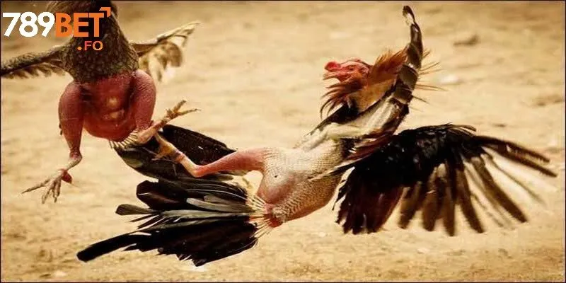 Các bước tham gia cá cược đá gà tại 789BET