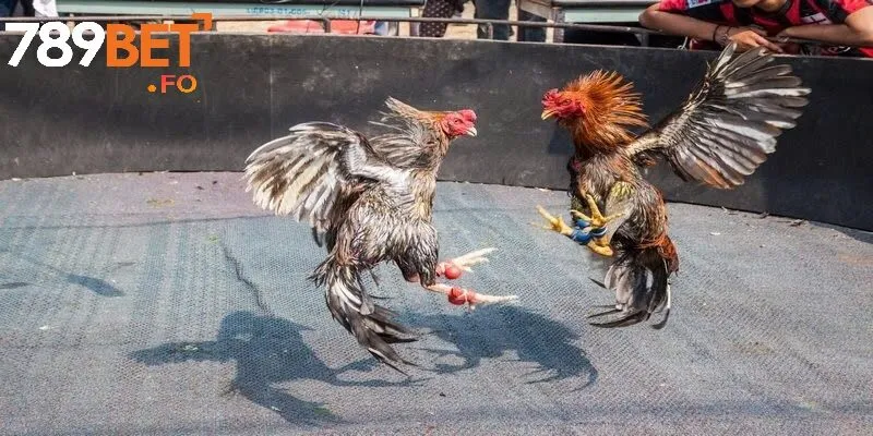 Những câu hỏi phổ biến về đá gà tại 789BET