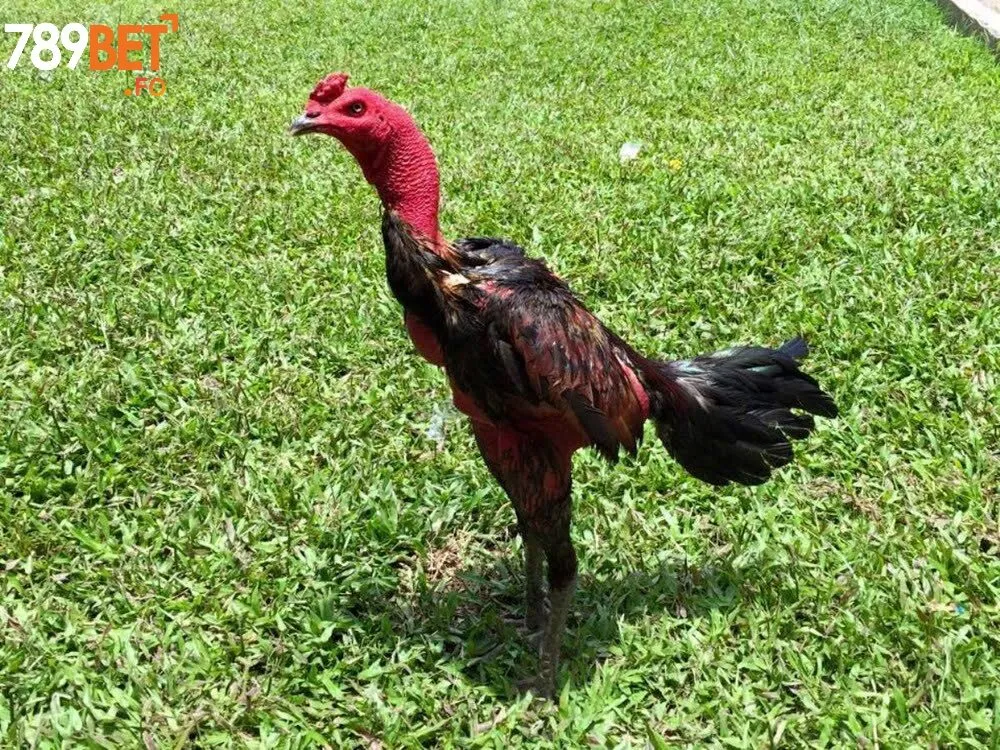 Khám Phá Gà Chọi Việt Nam Miền Nam – Tốc Độ Là Vũ Khí