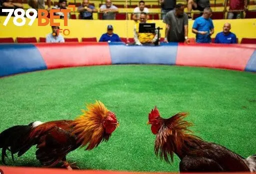 Trường Gà Campuchia – Môi Trường Đá Gà Đỉnh Cao Tại 789bet